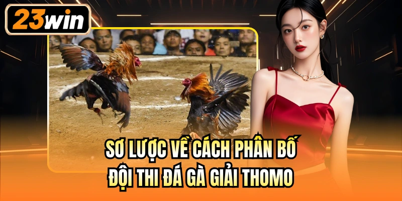 Sơ lược về cách phân bố đội thi đá gà giải Thomo