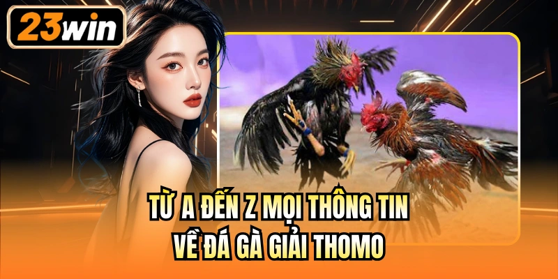 Từ A đến Z mọi thông tin về đá gà giải Thomo